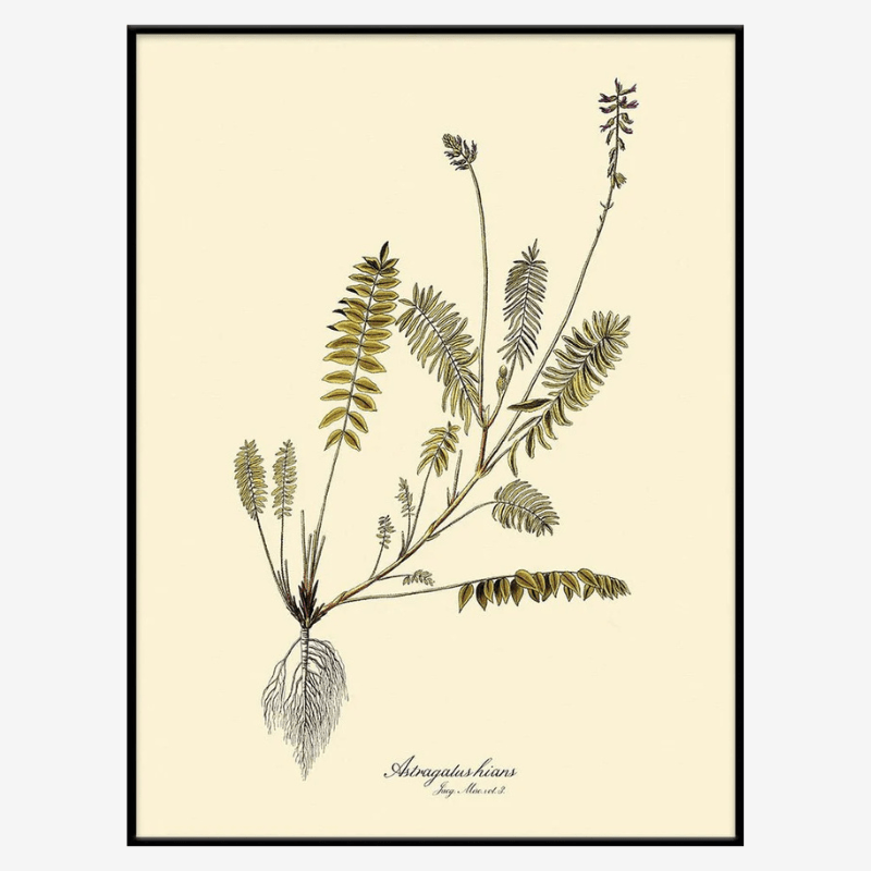 Astragalus Hians Fern Art Print - BFG 50x70 3102 - Uneeka